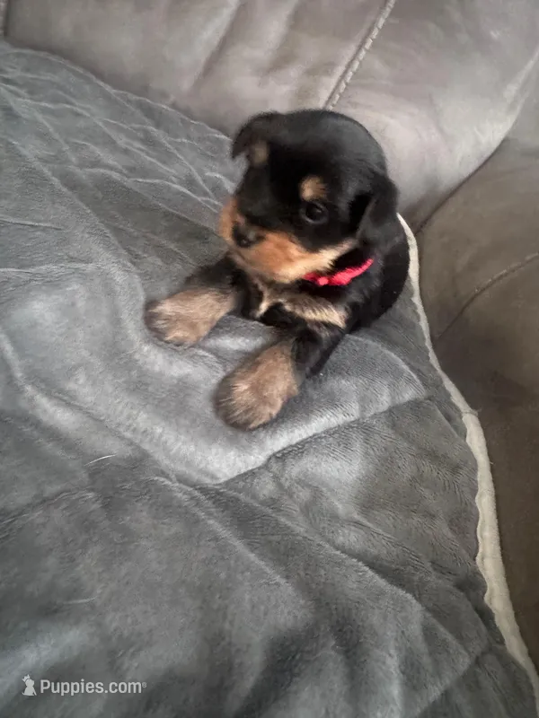 Puppy Green, a male Yorkshire Terrier for sale in Miami, FL – Photo 1 of 1