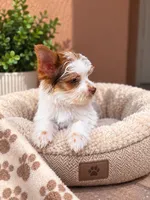Coffee, a male Yorkshire Terrier for sale in Miami, FL – 2 of 6