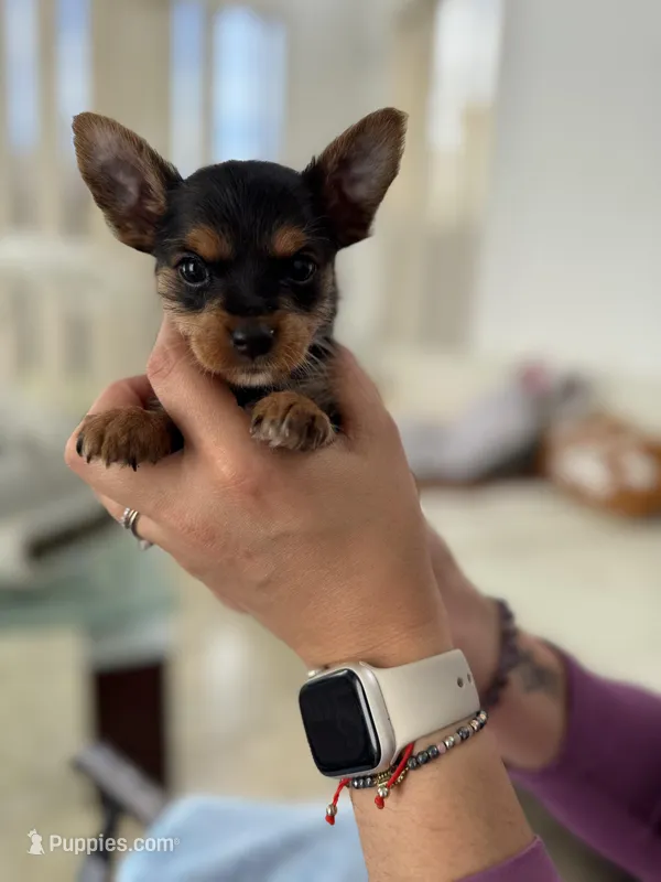 Puppy  – Yorkshire Terrier puppy for sale in Miami, FL