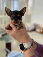 Puppy , a male Yorkshire Terrier for sale in Miami, FL – 1 of 2