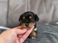 Puppy Black, a male Yorkshire Terrier for sale in Miami, FL – Photo 2 of 2