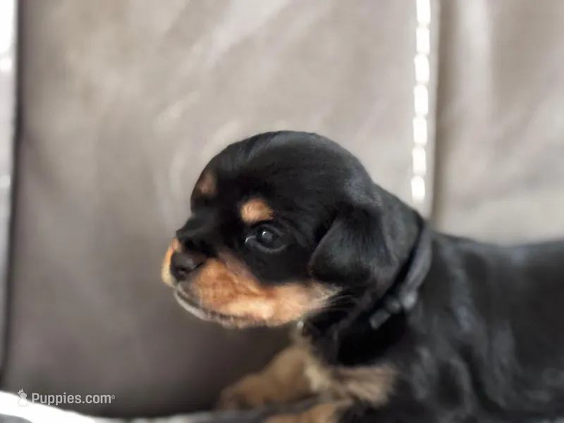 Puppy Black – Yorkshire Terrier puppy for sale in Miami, FL