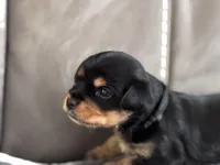 Puppy Black, a male Yorkshire Terrier for sale in Miami, FL – Photo 1 of 2