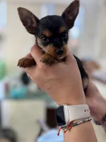 Puppy , a male Yorkshire Terrier for sale in Miami, FL – 2 of 2