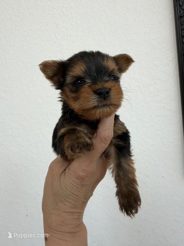 Kairo – Yorkshire Terrier puppy for sale in Miami, FL