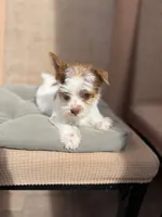 Coffee, a male Yorkshire Terrier for sale in Miami, FL – 4 of 6