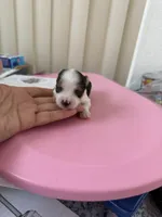 Kilian , a male Yorkshire Terrier for sale in Miami, FL – 7 of 7