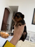 Kairo, a female Yorkshire Terrier for sale in Miami, FL – 2 of 3