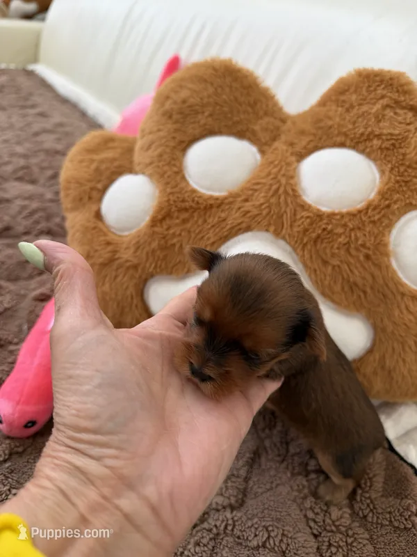 Kiana – Yorkshire Terrier puppy for sale in Miami, FL