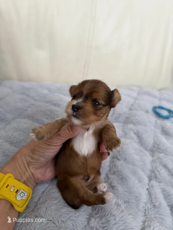 Eros – Yorkshire Terrier puppy for sale in Miami, FL