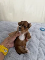 Eros, a male Yorkshire Terrier for sale in Miami, FL – 1 of 3