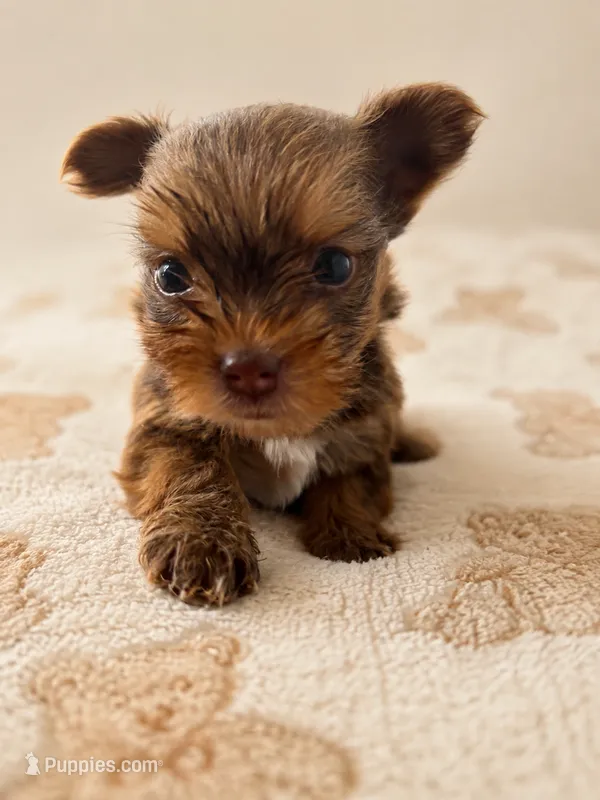 Canelo – Yorkshire Terrier puppy for sale in Miami, FL