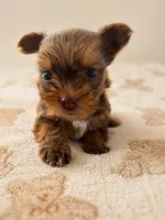 Canelo, a male Yorkshire Terrier for sale in Miami, FL – 1 of 4