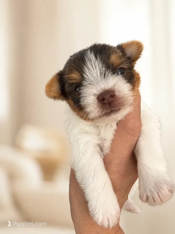 Theo – Yorkshire Terrier puppy for sale in Miami, FL