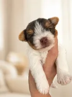 Theo, a male Yorkshire Terrier for sale in Miami, FL – 1 of 3