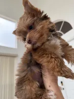Canelo, a male Yorkshire Terrier for sale in Miami, FL – 4 of 8