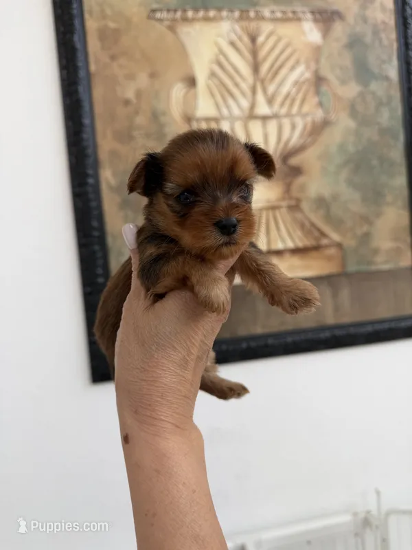 Kael – Yorkshire Terrier puppy for sale in Miami, FL