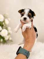 Kaleb, a male Yorkshire Terrier for sale in Miami, FL – 4 of 4