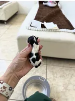 Puppies, a male Yorkshire Terrier for sale in Miami, FL – 2 of 4