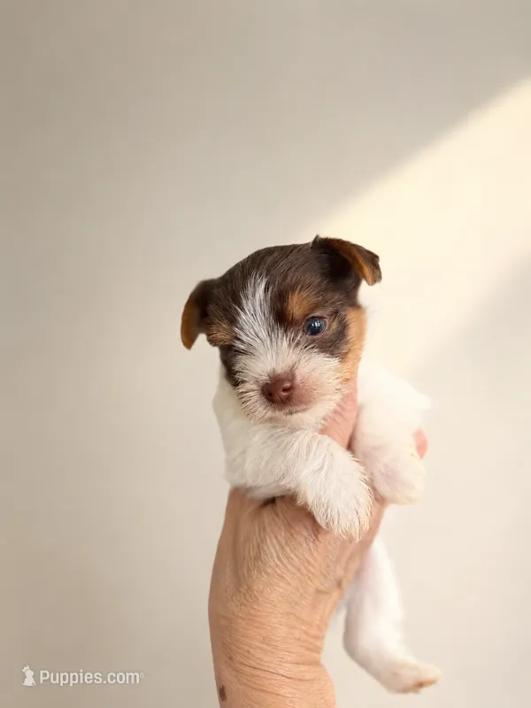 Theo – Yorkshire Terrier puppy for sale in Miami, FL