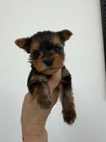 Kairo Special Offer, a male Yorkshire Terrier for sale in Miami, FL – 4 of 7