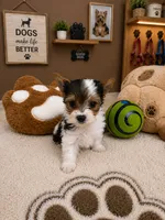 Kaiden, a male Yorkshire Terrier for sale in Miami, FL – 2 of 5
