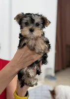 Ozzy, a male Yorkshire Terrier for sale in Miami, FL – 1 of 4