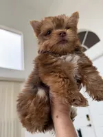 Canelo, a male Yorkshire Terrier for sale in Miami, FL – 2 of 8