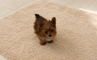 Eros , a male Yorkshire Terrier for sale in Miami, FL – 3 of 5