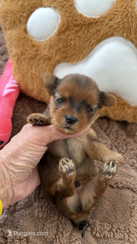 Kael – Yorkshire Terrier puppy for sale in Miami, FL
