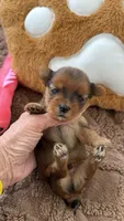 Kael, a male Yorkshire Terrier for sale in Miami, FL – 1 of 3