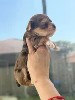Kael, a male Yorkshire Terrier for sale in Miami, FL – 4 of 5