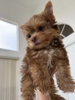 Canelo, a male Yorkshire Terrier for sale in Miami, FL – 1 of 8
