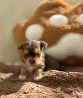 Kael, a male Yorkshire Terrier for sale in Miami, FL – 1 of 5