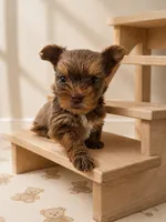 Canelo, a male Yorkshire Terrier for sale in Miami, FL – 3 of 4