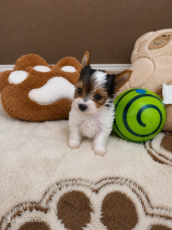 Kaiden – Yorkshire Terrier puppy for sale in Miami, FL