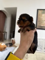 Kairo, a female Yorkshire Terrier for sale in Miami, FL – 3 of 3