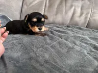 Puppy  Green, a male Yorkshire Terrier for sale in Miami, FL – Photo 2 of 2