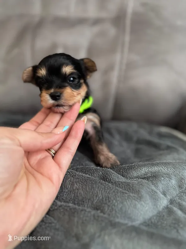 Puppy  Green – Yorkshire Terrier puppy for sale in Miami, FL