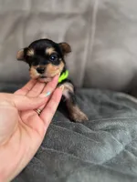 Puppy  Green, a male Yorkshire Terrier for sale in Miami, FL – Photo 1 of 2