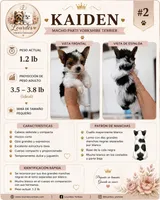 Kaiden, a male Yorkshire Terrier for sale in Miami, FL – 5 of 5