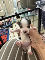 Kilian , a male Yorkshire Terrier for sale in Miami, FL – 3 of 7