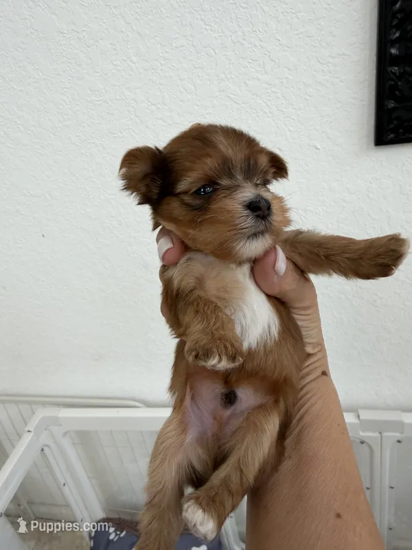 Eros – Yorkshire Terrier puppy for sale in Miami, FL