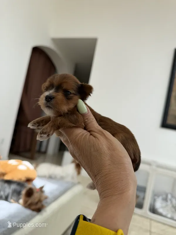 Xenia – Yorkshire Terrier puppy for sale in Miami, FL