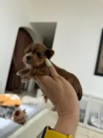 Xenia, a female Yorkshire Terrier for sale in Miami, FL – 1 of 2