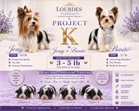 Puppies, a male Yorkshire Terrier for sale in Miami, FL – 3 of 4