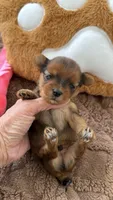 Kiana, a female Yorkshire Terrier for sale in Miami, FL – 2 of 2