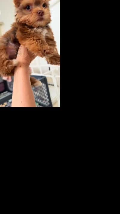 Canelo, a male Yorkshire Terrier for sale in Miami, FL – 5 of 8
