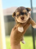 Kael, a male Yorkshire Terrier for sale in Miami, FL – 5 of 5