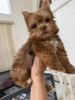 Canelo, a male Yorkshire Terrier for sale in Miami, FL – 6 of 8